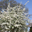 Prunus fruticosa 'Hetzendorf': Bild 7/8