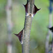 Zanthoxylum simulans perforatum: Bild 6/7