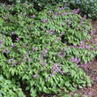 Epimedium grandiflorum 'Lilafee': Bild 4/5