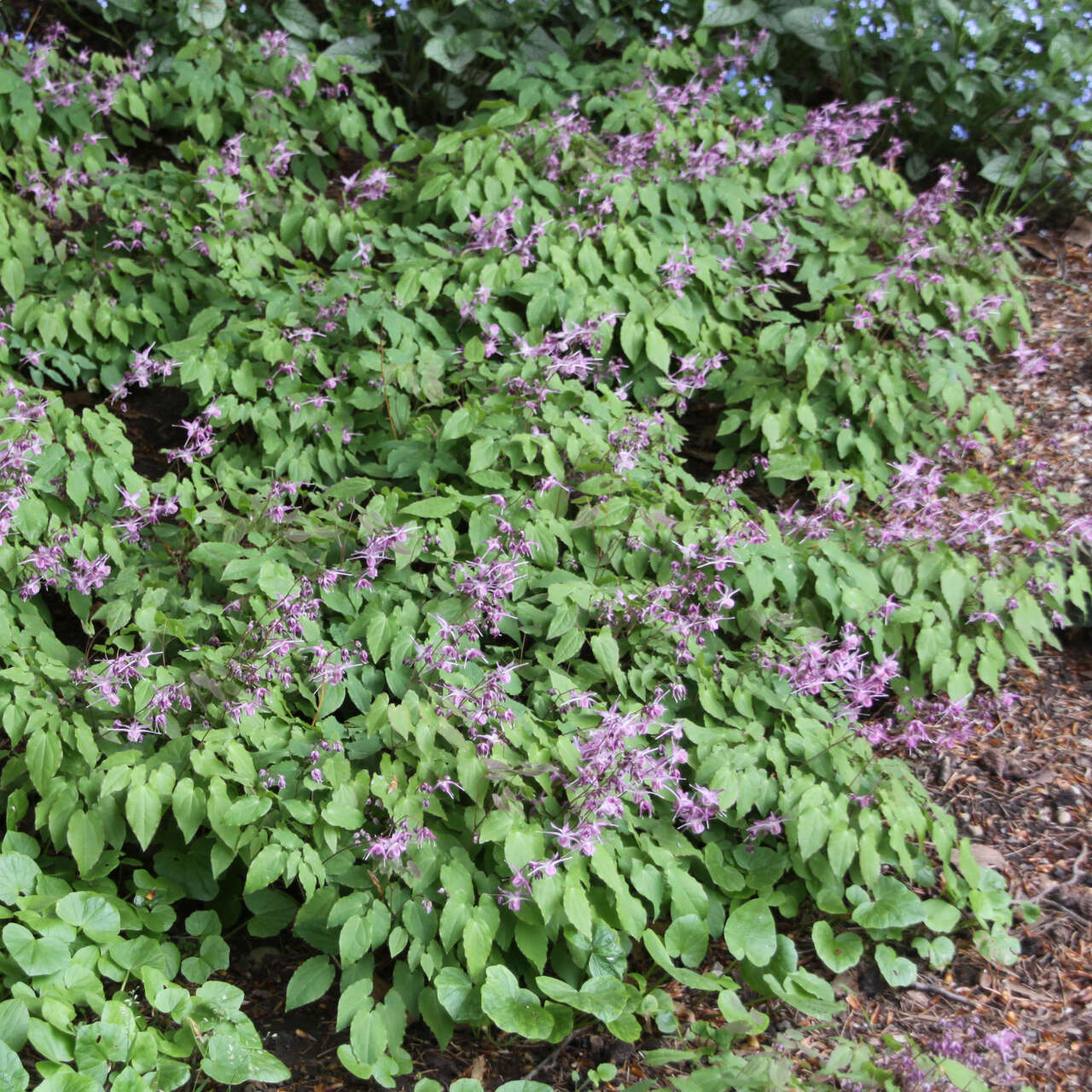 Elfenblume Epimedium grandiflorum 'Lilafee' lila