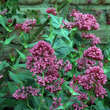 Centranthus ruber 'Coccineus': Bild 2/6