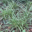 Carex morrowii 'Ice Dance': Bild 4/5