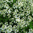 Arabis caucasica 'Plena': Bild 1/1