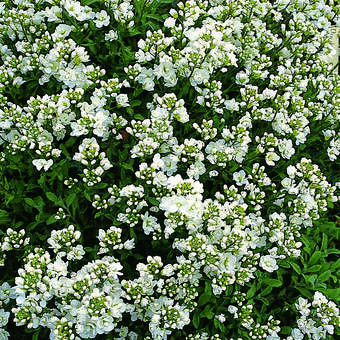 Arabis caucasica 'Plena'