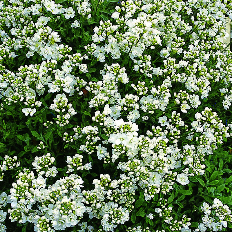 Gänsekresse Arabis caucasica 'Plena' weiß