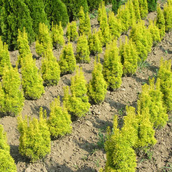 thuja herpes Thuja
