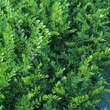 Lonicera pileata 'Moosgrün': Bild 6/6