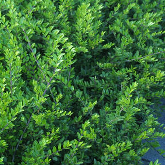 philodendron melanoneuron Philodendron melanoneuron cf