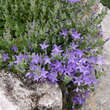 Campanula poscharskyana: Bild 4/4