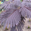 Albizia julibrissin 'Summer Chocolate' - Rotblättriger Seidenbaum