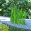 Equisetum hyemale robustum: Bild 3/3