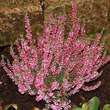 Calluna vulgaris - rot: Bild 1/2