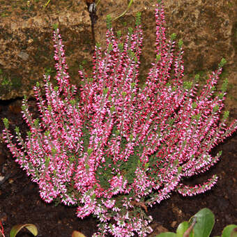 Calluna vulgaris - rot