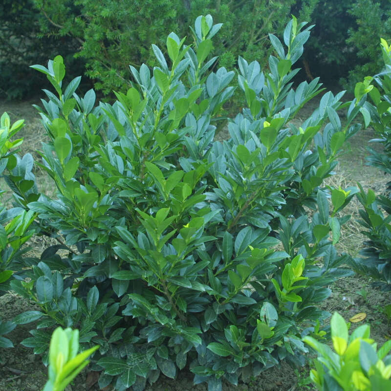 Kirschlorbeer - Prunus laurocerasus 'Van Nes'