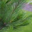 Pinus peuce: Bild 2/4