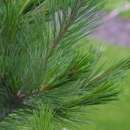 Mazedonische Seidenkiefer - Pinus peuce