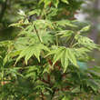 Acer palmatum 'Hogyoku': Bild 3/5