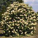 Viburnum rhytidophyllum - Immergrüner Schneeball
