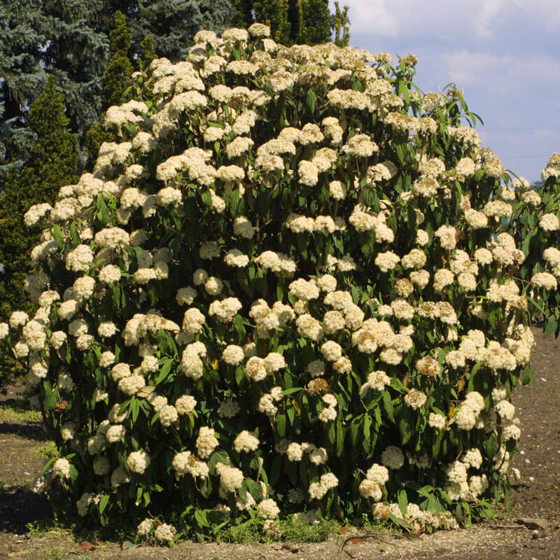 Immergrüner Schneeball Viburnum rhytidophyllum weiß