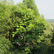 Magnolia macrophylla: Bild 4/6