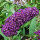 Buddleja davidii 'Black Knight' - Sommerflieder