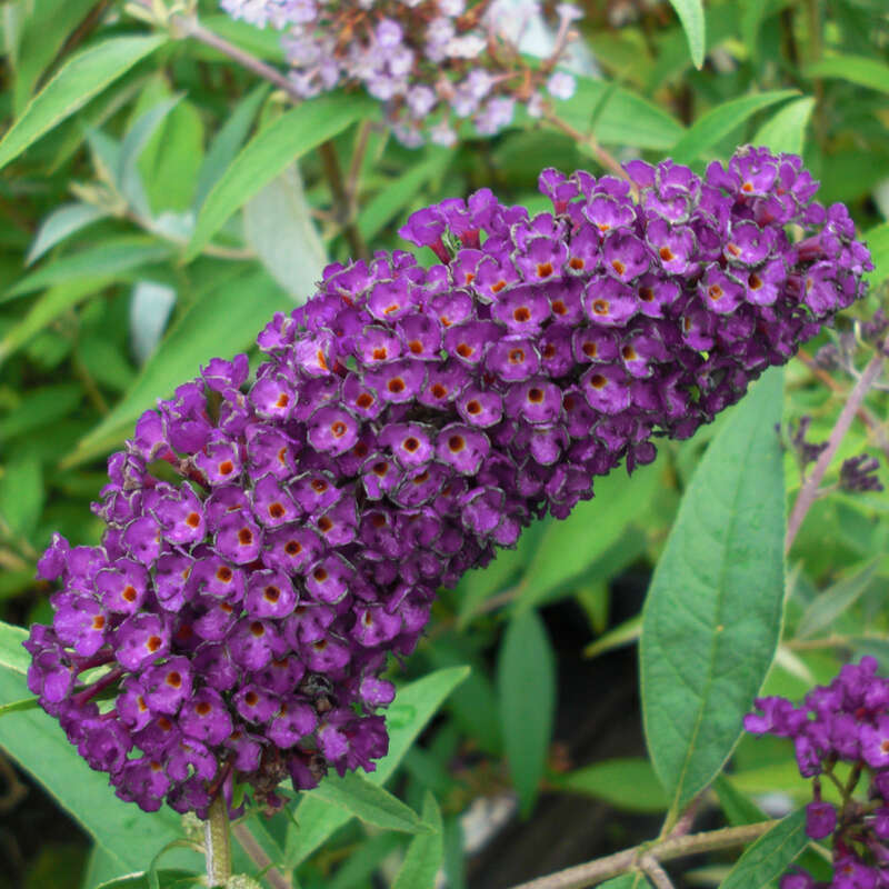 Sommerflieder - Buddleja davidii 'Black Knight' - violett