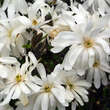 Magnolia stellata 'Royal Star': Bild 2/8