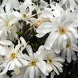 Magnolia stellata 'Royal Star': Bild 3/6