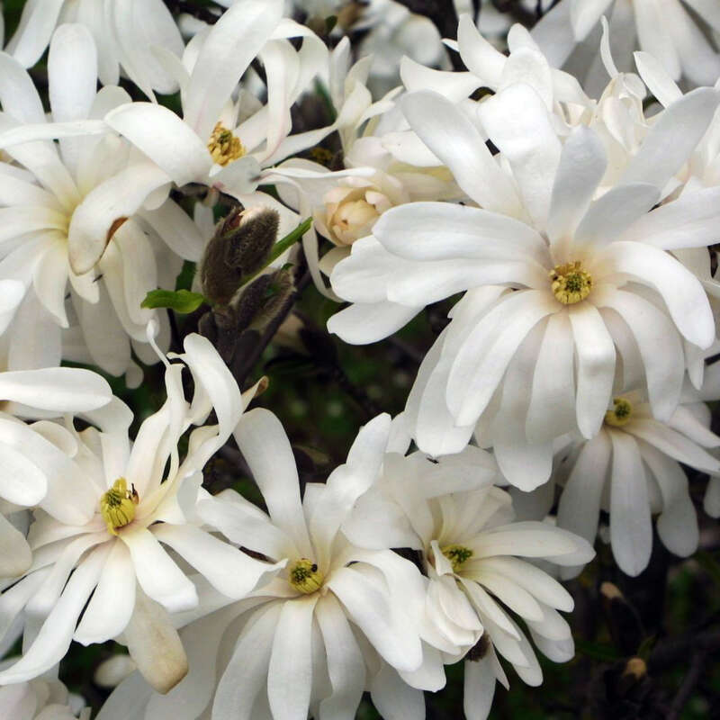 Magnolia Stellata Sternmagnolie - Winterhart 80-100cm Mit Weißen Blüten