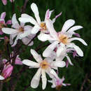 Magnolia stellata - Weiße Sternmagnolie