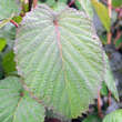 Davidia involucrata: Bild 7/11