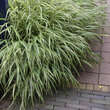 Hakonechloa macra 'Albostriata': Bild 5/7