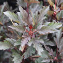 Physocarpus opulifolius 'Summer Wine' - Zwerg-Blasenspiere