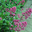 Centranthus ruber 'Coccineus': Bild 1/6