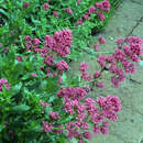 Centranthus ruber 'Coccineus' - Spornblume