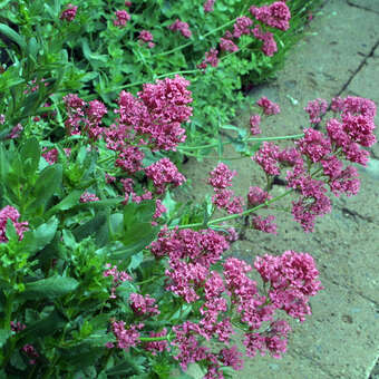 Centranthus ruber 'Coccineus'