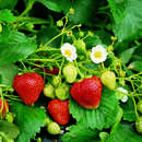 Fragaria ananassa  'Hängeerdbeere' - Hänge-, Klettererdbeere