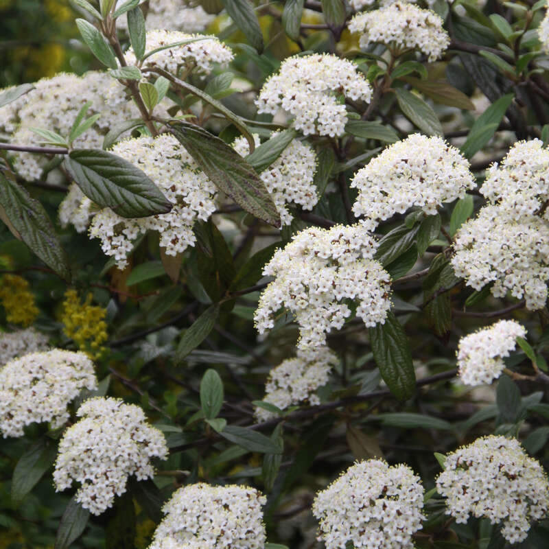 Immergruner Schneeball Viburnum Pragense Weiss