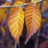 Zelkova serrata 'Urban Ruby' - Zelkove