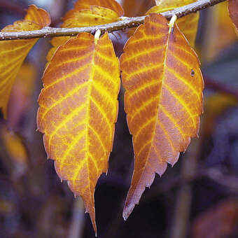 Zelkova serrata 'Urban Ruby'