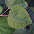 Cercidiphyllum jap. 'Strawberry': Bild 3/3