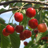 Prunus cer. 'Kochs verb. Ostheimer' - Prunus cer. 'Kochs verb. Ostheimer'