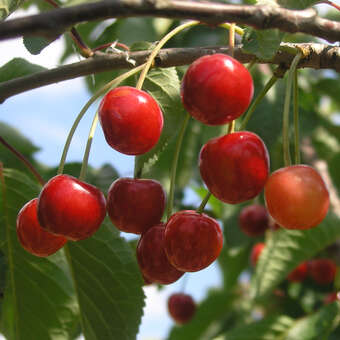 Prunus cerasus 'Kochs Verbesserte Ostheimer Weichsel'
