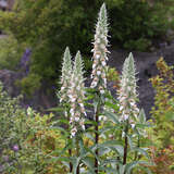 Digitalis lanata - Wolliger Fingerhut