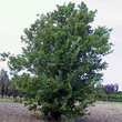 Acer buergerianum: Bild 5/6