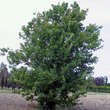 Acer buergerianum: Bild 5/6