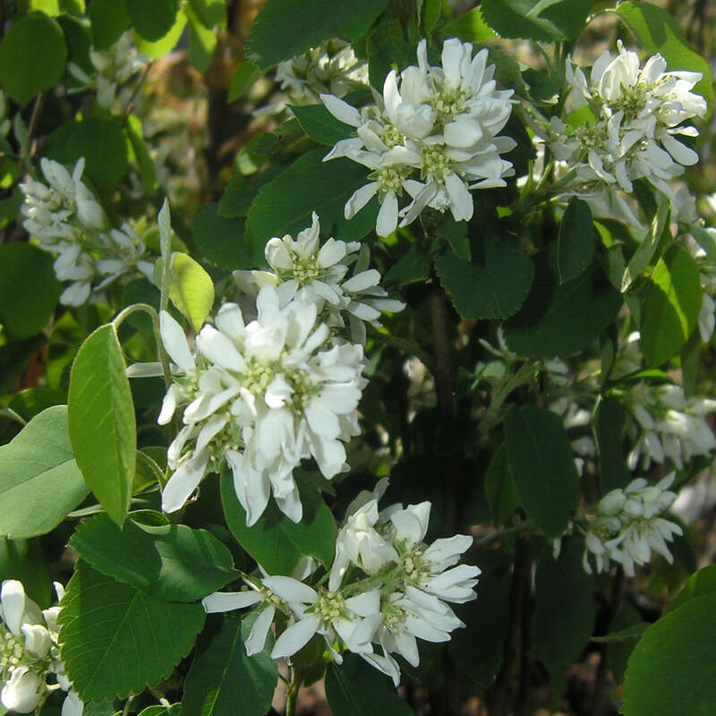 Saulen Felsenbirne Amelanchier Alnifolia Obelisk Weiss