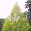 Liriodendron tul. 'Aureomarginatum': Bild 3/5