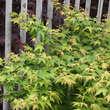 Acer palmatum 'Murasaki-kiyohime': Bild 4/6