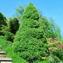 Picea glauca 'Conica' - Zuckerhutfichte
